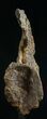 Diplodocus Caudal Vertebra - Dana Quarry #10153-6